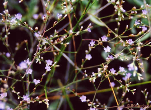 image of Limonium carolinianum, Carolina Sea-lavender, Seaside Thrift, Inkroot, Marsh Rosemary