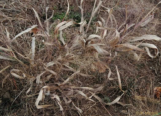 image of Panicum capillare, Old-witch Panicgrass, Tickle Grass, Tumbleweed
