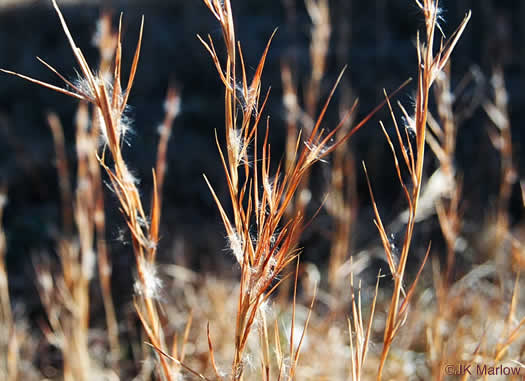 image of Andropogon virginicus var. virginicus, Broomsedge, Broomsedge Bluestem, Old-field Broomstraw, "Sedge Grass"