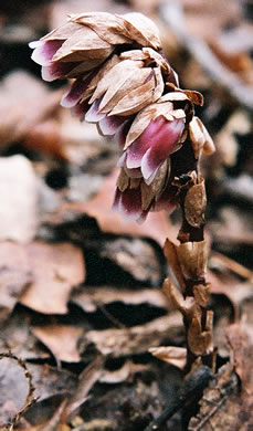 image of Monotropsis odorata, Appalachian Pygmy Pipes, Sweet Pinesap
