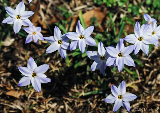 Ipheion uniflorum, Spring Starflower, Spring Star, Star of Bethlehem