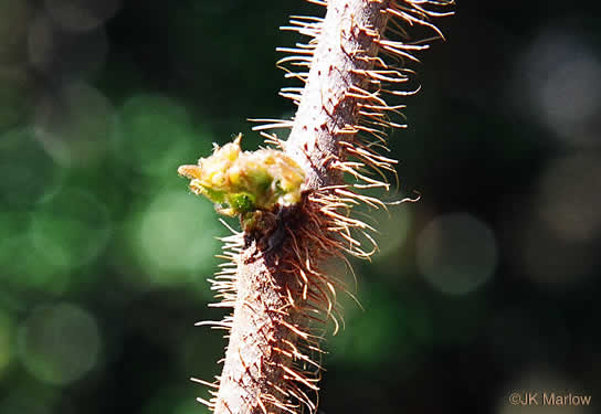 Robinia hispida var. hispida, Bristly Locust