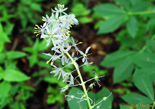 image of Camassia scilloides, Wild Hyacinth, Eastern Camas Lily, Quamash Lily
