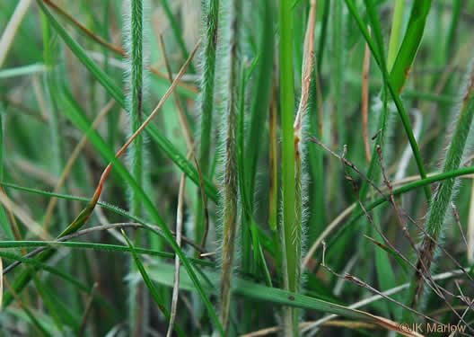 Danthonia sericea, Silky Oatgrass, Downy Oatgrass, Downy Danthonia