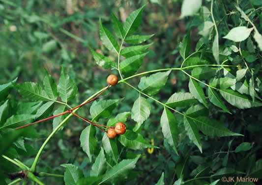 image of Melia azedarach, Chinaberry, Pride-of-India