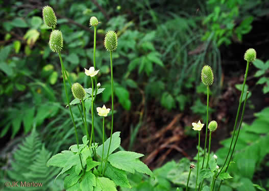 image of Anemone virginiana var. virginiana, Thimbleweed, Tall Thimbleweed, Tall Anemone