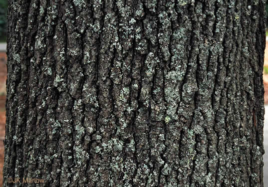 image of Quercus falcata, Southern Red Oak, Spanish Oak