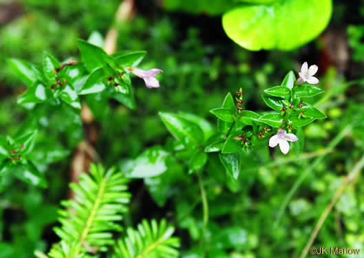 image of Houstonia montana, Roan Mountain Bluet