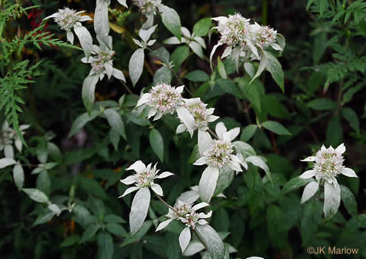 image of Pycnanthemum montanum, Appalachian Mountain-mint, Thinleaf Mountain-mint