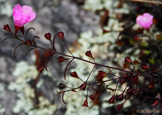 Agalinis tenuifolia, Common Gerardia, Slenderleaf Agalinis, Slender False Foxglove, Slender Gerardia
