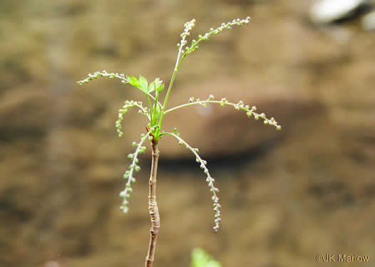 image of Xanthorhiza simplicissima, Yellowroot