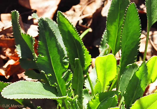 image of Packera anonyma, Small's Ragwort, Squaw-weed, Appalachian Ragwort