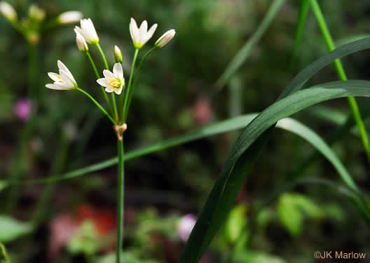 image of Nothoscordum bivalve, False Garlic, Grace Garlic