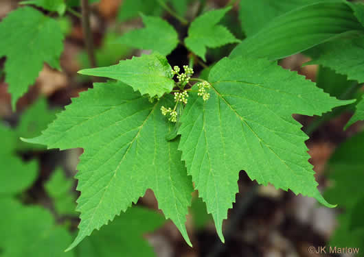 Viburnum acerifolium, Mapleleaf Viburnum, Maple-leaved Arrowwood, Dockmackie