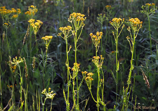 image of Packera anonyma, Small's Ragwort, Squaw-weed, Appalachian Ragwort