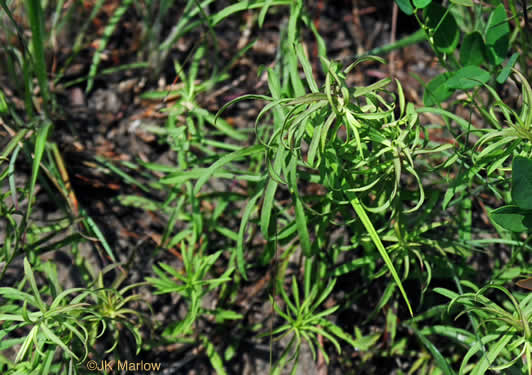 image of Solidago tortifolia, Twistleaf Goldenrod, Leafy Pineywoods Goldenrod, Leafy Pinelands Goldenrod