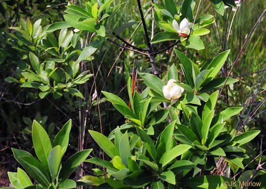 image of Magnolia virginiana +, Sweetbay, Sweetbay Magnolia, Swampbay