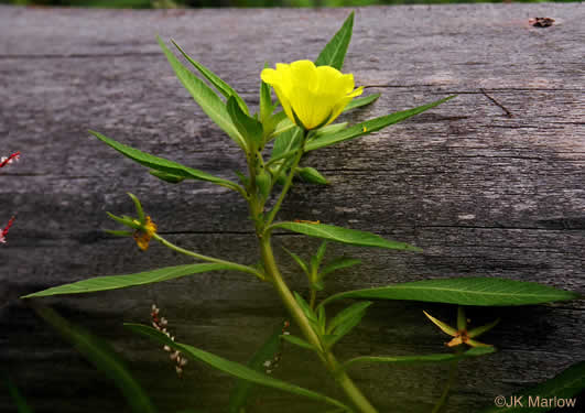 image of Ludwigia grandiflora, Showy Water-primrose, Large-flower Water-primrose