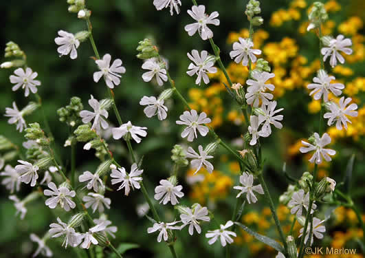 image of Silene dichotoma ssp. dichotoma, Forked Catchfly
