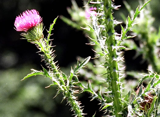 Carduus acanthoides ssp. acanthoides, Plumeless Thistle, Spiny Plumeless-thistle