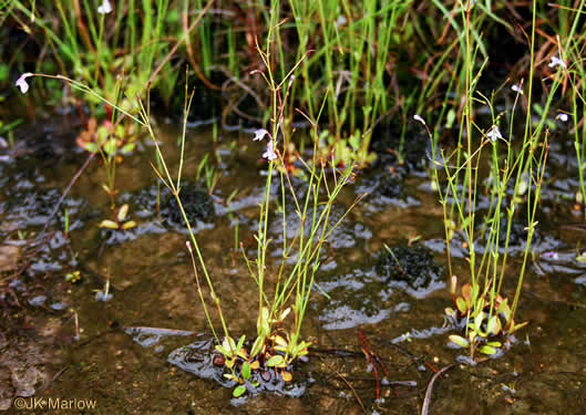 image of Lindernia monticola, Flatrock Pimpernel, Riverbank Pimpernel, False Pimpernel, Piedmont Pimpernel
