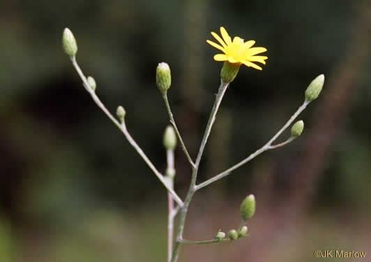Pityopsis nervosa, Common Silkgrass, Grassleaf Goldenaster