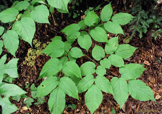 Aralia racemosa, Spikenard, Hungry-root