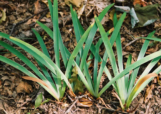 Iris verna var. smalliana, Upland Dwarf Iris, Upland Dwarf Violet Iris