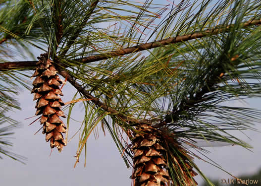 image of Pinus strobus, Eastern White Pine