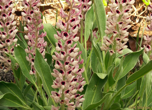 image of Lupinus villosus, Lady Lupine, Pink Sandhill Lupine