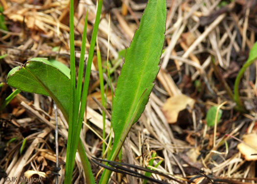 image of Symphyotrichum rhiannon, Buck Creek Aster, Rhiannon's Aster