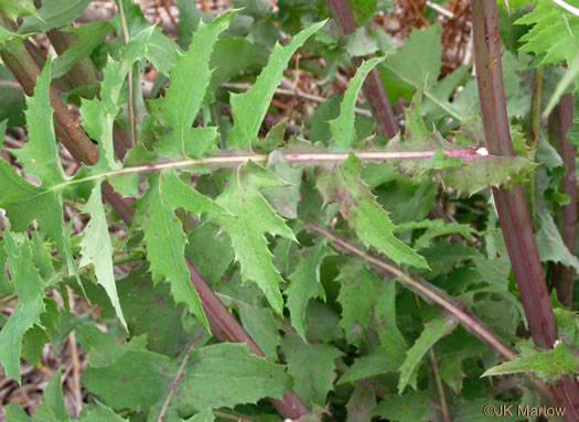 image of Sonchus oleraceus, Annual Sowthistle, Common Sowthistle