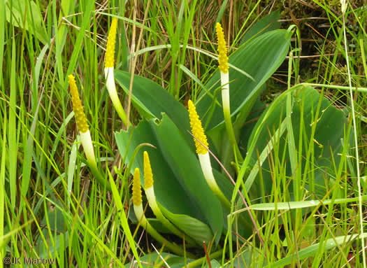 Orontium aquaticum, Golden Club, Never-wet, Bog Torches