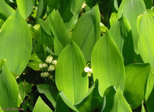image of Convallaria majalis, European Lily-of-the-valley