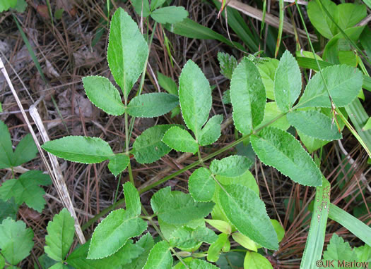 Angelica venenosa, Hairy Angelica, Downy Angelica, Deadly Angelica, Woodland Angelica