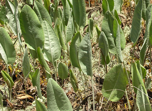 image of Packera dubia, Woolly Ragwort, Woolly Groundsel, Woolly Goldenwort