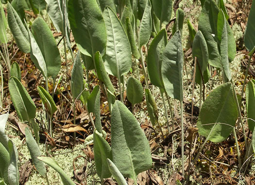 image of Packera dubia, Woolly Ragwort, Woolly Groundsel, Woolly Goldenwort