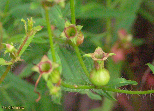 image of Rhexia mariana var. mariana, Pale Meadowbeauty, Maryland Meadowbeauty, Dull Meadowbeauty