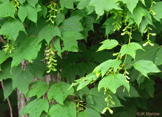image of Acer pensylvanicum, Striped Maple, Moosewood
