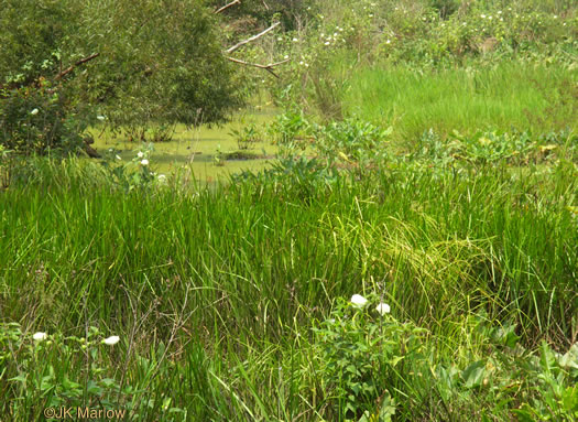 image of Hibiscus moscheutos, Swamp Rosemallow, Eastern Rosemallow, Wild Cotton
