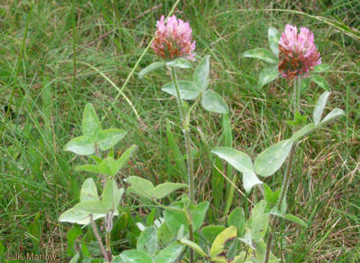image of Trifolium pratense, Red Clover