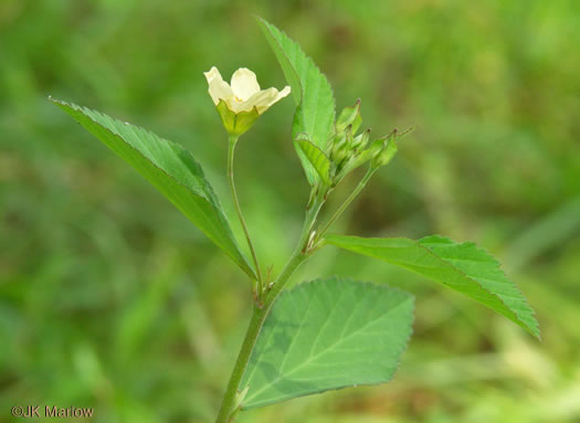 Sida rhombifolia var. rhombifolia, Arrowleaf Sida, Diamondleaf Fanpetal, Cuban Jute