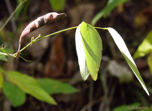 image of Clitoria mariana var. mariana, Butterfly-pea