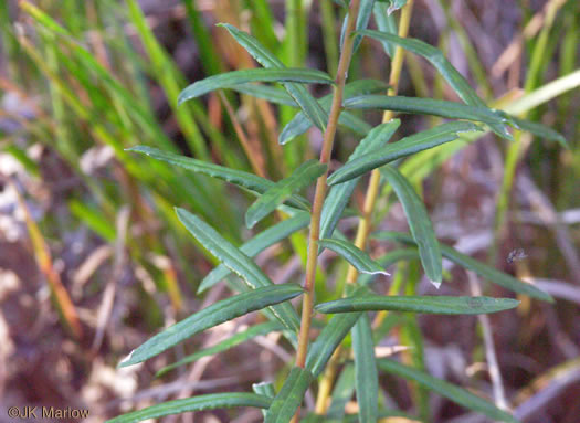 image of Ionactis linariifolia, Stiffleaf Aster, Flaxleaf Aster, Spruce Aster