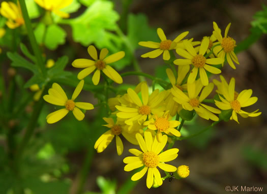 image of Packera glabella, Butterweed, Smooth Ragwort, Smooth Groundsel, Yellowtop