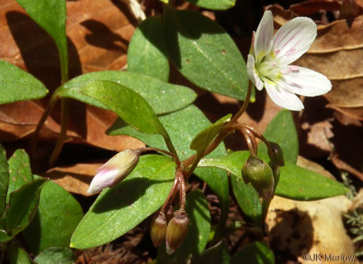 Claytonia caroliniana, Carolina Spring-beauty