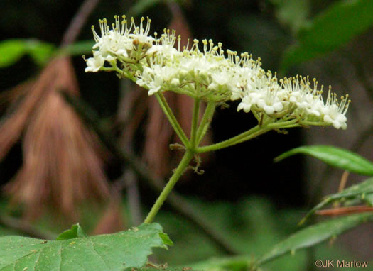 image of Viburnum dentatum, Southern Arrowwood