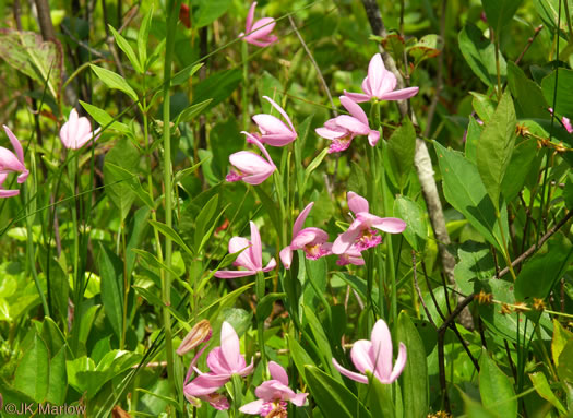 image of Pogonia ophioglossoides, Rose Pogonia, Snakemouth Orchid, Beardflower, Addermouth