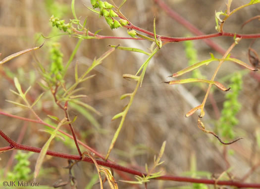 image of Ambrosia porcheri, Outcrop Ragweed, Flatrock Ragweed