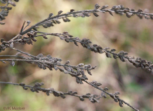 image of Amorpha herbacea var. herbacea, Leadplant, Dwarf Indigo-bush, Clusterspike Indigo-bush